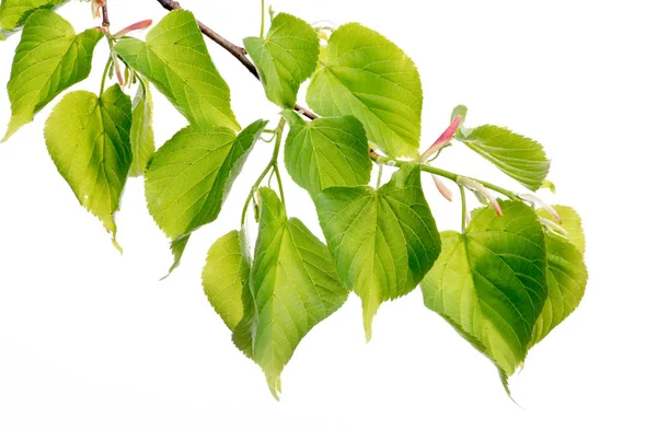 Linden Green Leaves Twig Isolated White Background — Stock Photo, Image