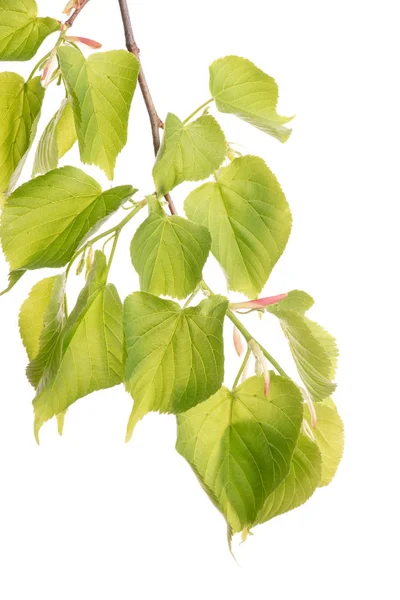 白い背景に隔離されたリンデン緑の葉の小枝 — ストック写真