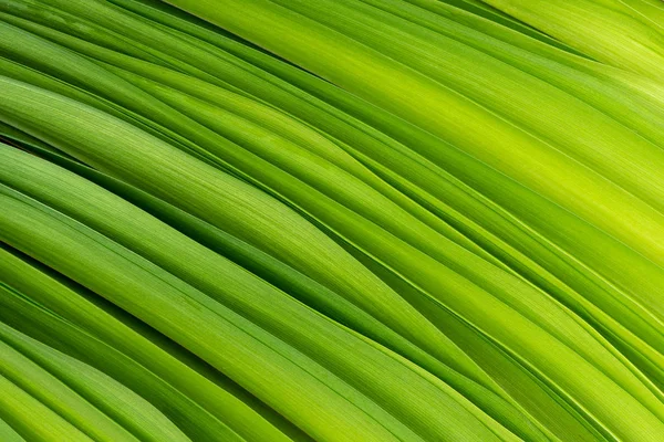 Groene Bladeren Als Abstracte Achtergrond — Stockfoto