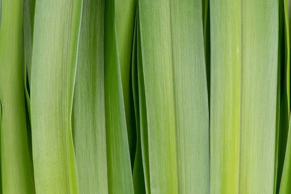 Grüne Blätter Nahaufnahme Als Hintergrund — Stockfoto