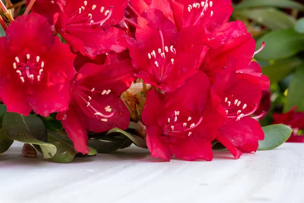 Close Blooming Red Rhododendron Garden Teble Springtime — Stock Photo, Image