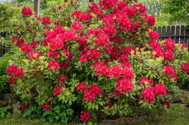 Bahçede Rhododendron Bush