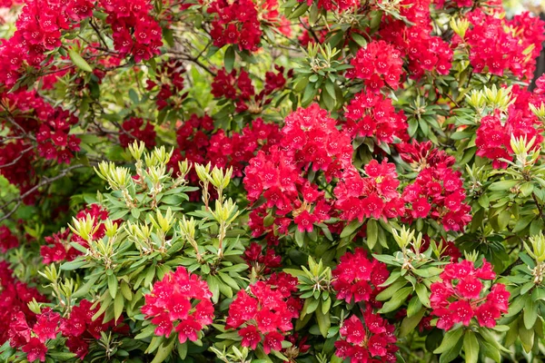 Vermelho Rododendro Arbusto Jardim — Fotografia de Stock