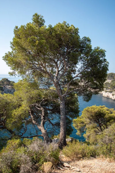 Pine Tree Rocky Coast Mediterranean Sea — Stock Photo, Image