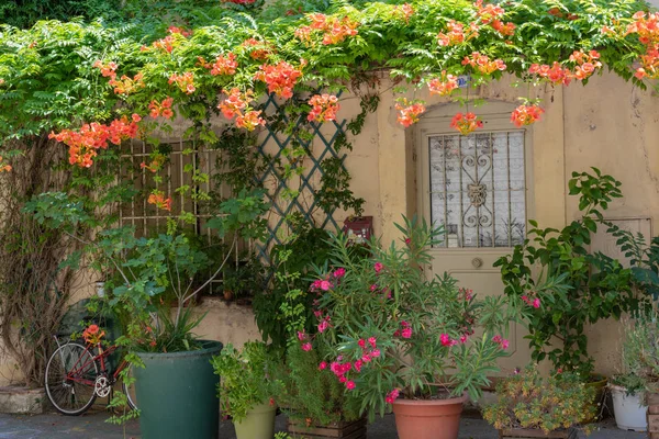 Francja Prowansja Ulica Starożytne Domy Zielonymi Roślinami Kwitnących Kwiatów — Zdjęcie stockowe