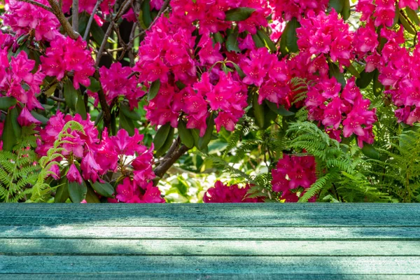 Drewniany Blat Stołu Nad Kwiatami Rododendronu Ogrodzie — Zdjęcie stockowe