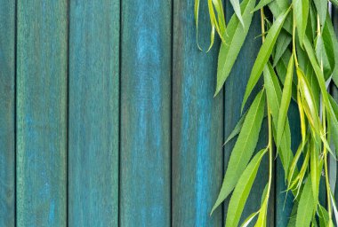 Ahşap çit arka planda yeşil yaprakları ile söğüt Twig