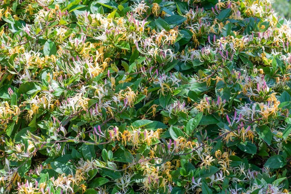 Florescendo Lonicera Madressilva Como Fundo Plantas Escalada Jardim — Fotografia de Stock