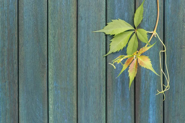 Valla Madera Con Enredadera Verde — Foto de Stock