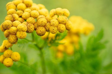 Tanacetum vulgare, yabani sarı çayır çiçek baş yakın çekim