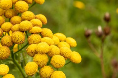 Tanacetum vulgare yabani sarı çayır çiçek yakın çekim