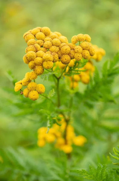 Tanacetum Vulgare Yabani Sarı Çayır Çiçek Baş Yakın Çekim — Stok fotoğraf