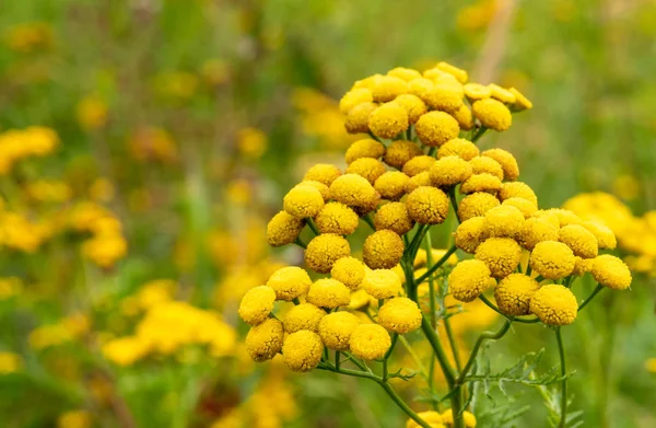 Κοινό Λουλούδι Τένζι Άγριο Φαρμακευτικό Φυτό Στο Λιβάδι — Φωτογραφία Αρχείου