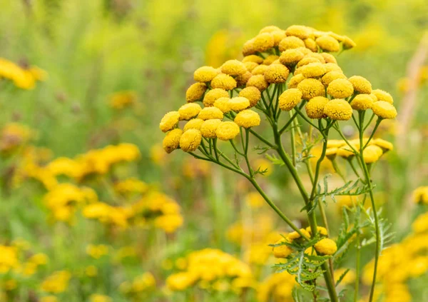 Pradera Verde Con Flores Silvestres Amarillas Comunes Tansy —  Fotos de Stock