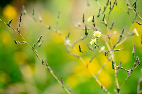 野生の牧草地に低い開口部を持つ小さな咲く黄色の花 — ストック写真