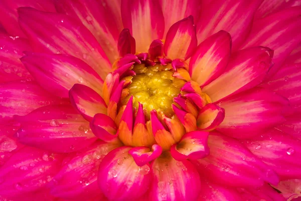 Vörös Dahlia Virág Fejét Makró — Stock Fotó