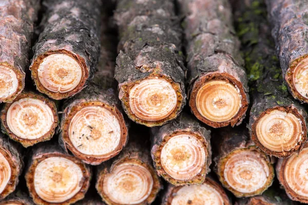 Stack Pine Log Firewood — Stock Photo, Image