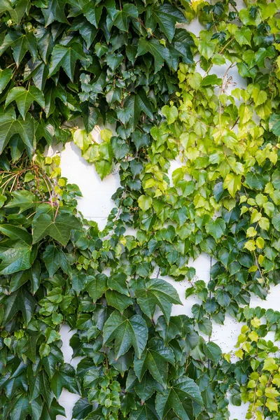 Edera Verde Sul Muro Sfondo Della Casa — Foto Stock