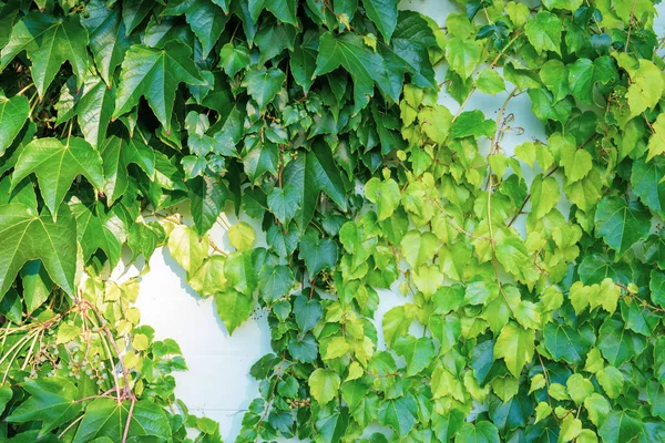 Groene Klimop Witte Muur Van Huis Achtergrond — Stockfoto