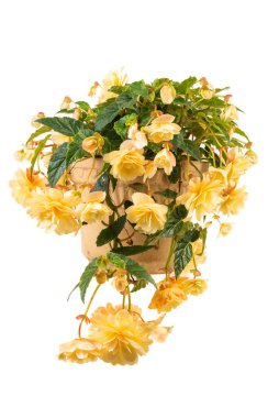 Asılan Begonyaların Çiçek Saksısı Beyazın Üzerinde İzole Edildi