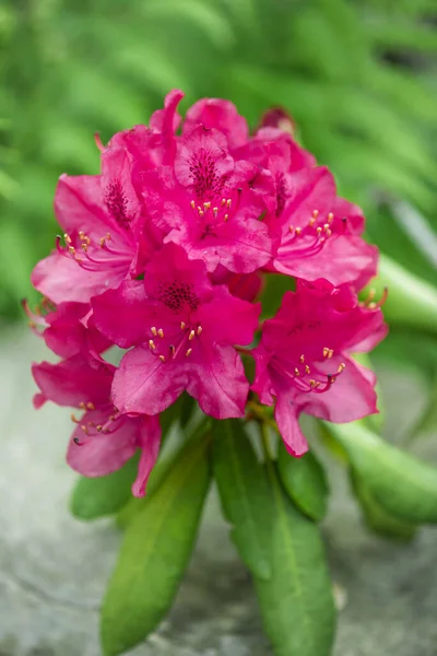 Kwitnący Kwiat Rododendronu Ogrodzie — Zdjęcie stockowe