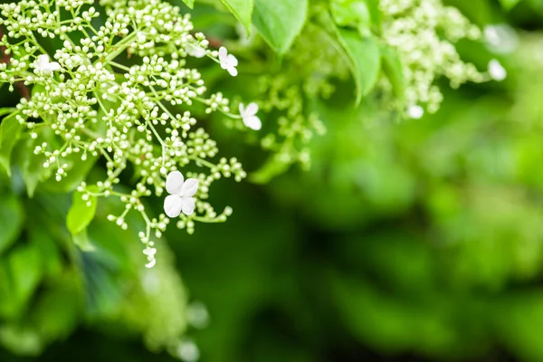 Wiosenny Hortensja Wspinaczkowa Ogrodzie Zbliżenie Miękkim Nieostrym Tłem — Zdjęcie stockowe