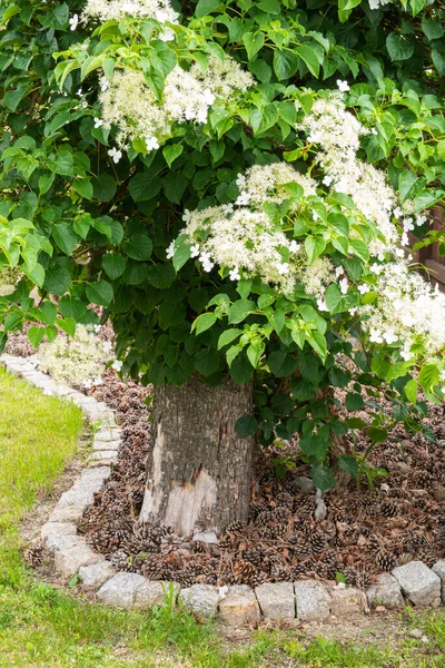 Blommande Klätterhortensia Träd Trädgården — Stockfoto