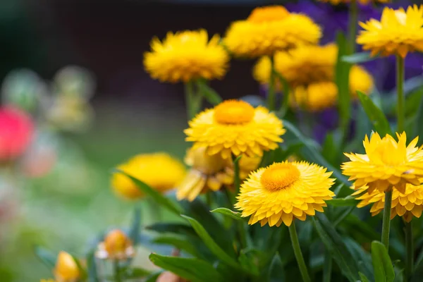 Gold Everlasting Flower Summer Garden — Stock Photo, Image