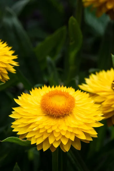Makro Kwitnącego Żółtego Wiecznego Kwiatu Ogrodzie — Zdjęcie stockowe