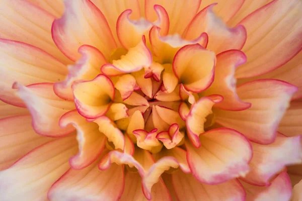 Makro Głowicy Kwiatowej Dahlia — Zdjęcie stockowe