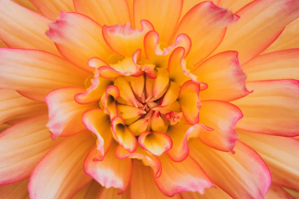 Macro Flower Head Dahlia — Stock Photo, Image