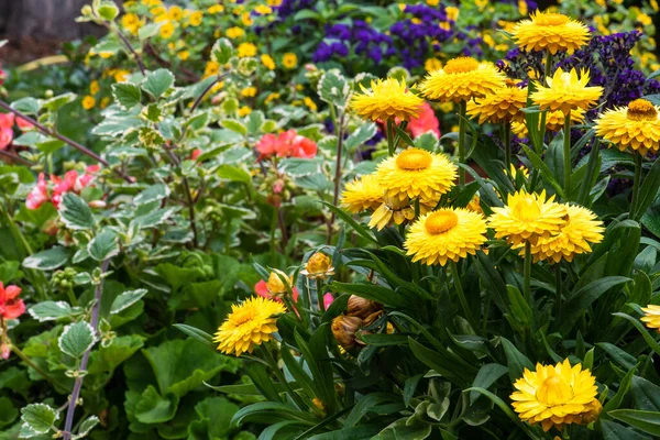 Blommande Blomma Sommarträdgården — Stockfoto