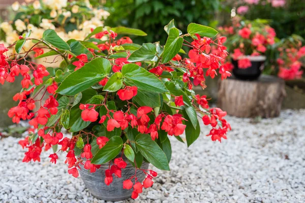 Flowerpot Blooming Begonias Summer Garden — Stock Photo, Image