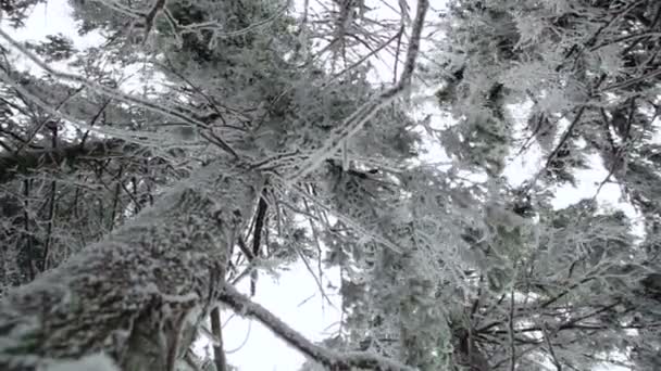 Árboles de Navidad en clima helado — Vídeo de stock
