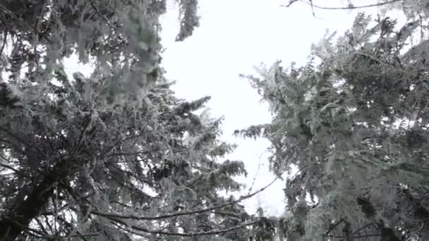 Arbres de Noël par temps glacial — Video