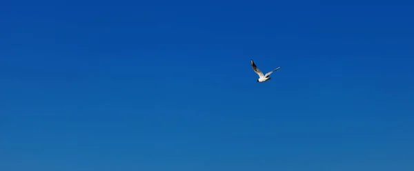 Seekor camar laut baltik di langit biru — Stok Foto