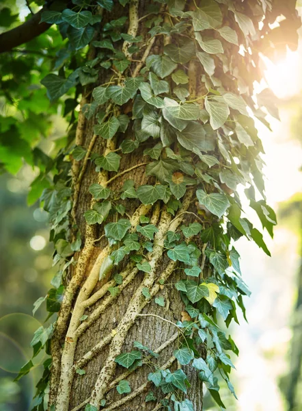 Grüne Blätter aus Efeu umhüllen den Baum — Stockfoto