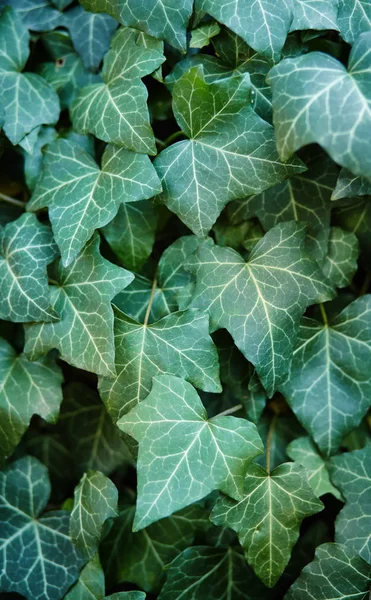 Green leaves of ivy. Close up image — Stock Photo, Image
