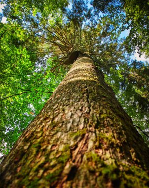 Büyük eski ağaç dağ güneş ışığı ile