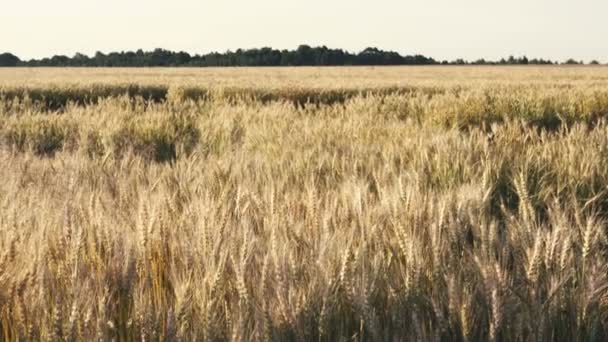 Maravillosa mañana soleada en el campo de Ucrania — Vídeo de stock