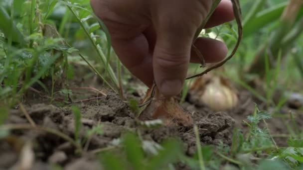 Il contadino tira fuori la cipolla naturale dal terreno. Concetto: biologia, prodotti biologici, bioecologia, ortaggi, vegetariani e prodotti freschi . — Video Stock