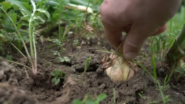 Ο γεωργός αφαιρεί το φυσικό κρεμμύδι από το έδαφος. Έννοια: Βιολογία, βιολογικά προϊόντα, βιοοικολογία, καλλιεργικά λαχανικά, χορτοφάγοι και φρέσκο προϊόν. — Αρχείο Βίντεο