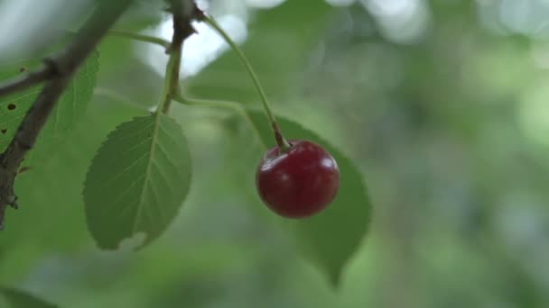 Rode zure kersen boomtak met een smakelijk fruit. Close-up kersenboom takken en fruit. Slow Motion. — Stockvideo
