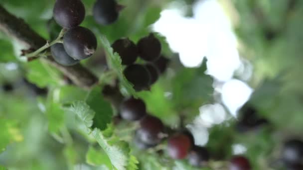 Ein Bund schwarzer Johannisbeeren auf Büschen ein Bund schwarzer Johannisbeeren auf Büschen. — Stockvideo