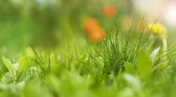 Naturlig grön bakgrund med selektivt fokus — Stockfoto