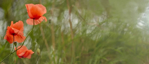 Poppies close-up em um fundo embaçado. Lindas papoilas vermelhas. Flores silvestres à luz do sol. Foco suave com um fundo desfocado. Flores de maio . — Fotografia de Stock