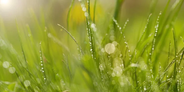 Zbliżenie porannej rosy krople na zielonej trawie — Zdjęcie stockowe