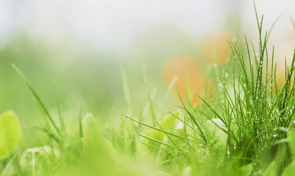 Seçici odaklı doğal yeşil arkaplan. — Stok fotoğraf