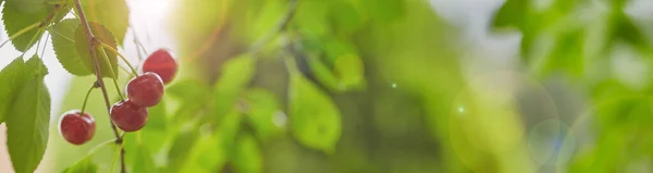 Свежая спелая вишня на фоне природы. Выборочный фокус. Баннер для проектирования сайта. — стоковое фото