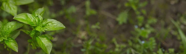 Albahaca verde fresca sobre fondo de jardín —  Fotos de Stock